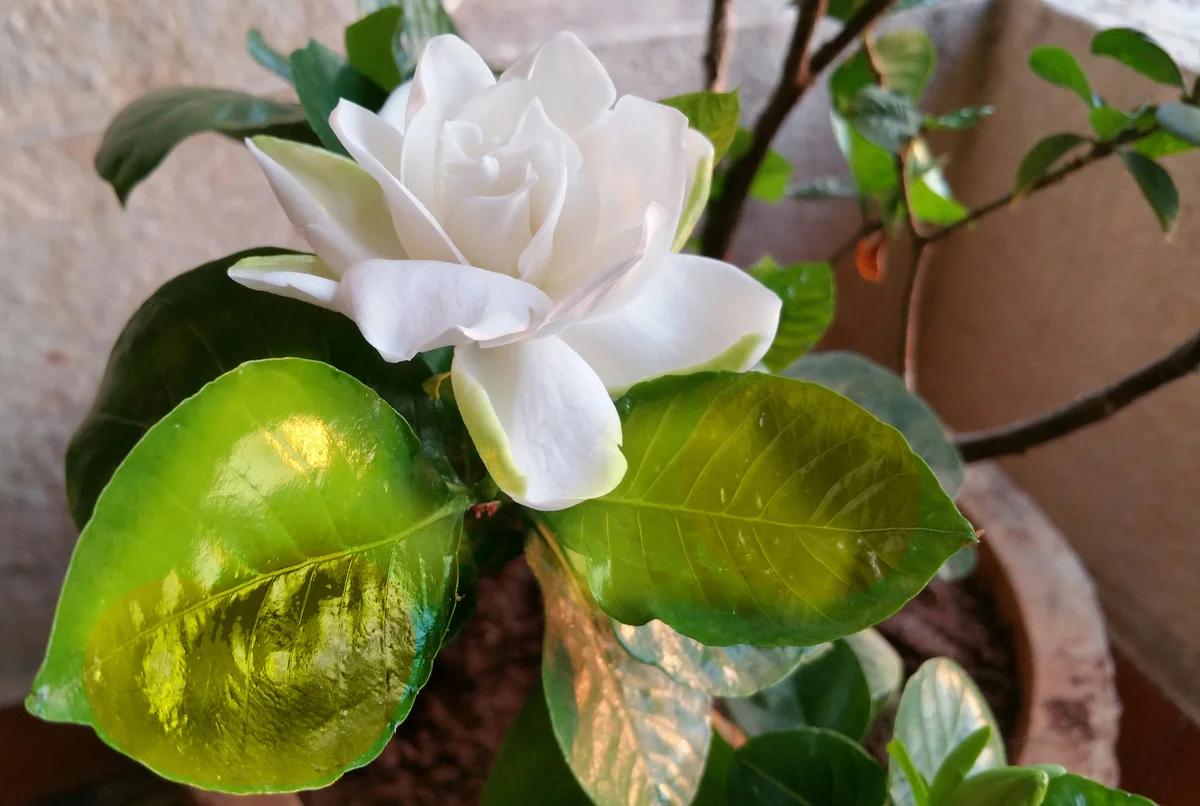 sick gardenia