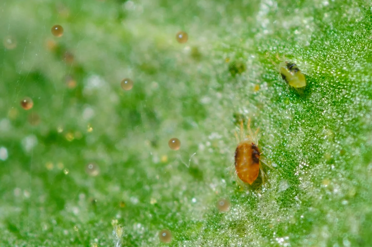 spider mites