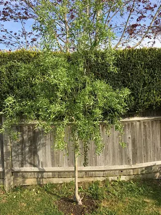 Young corkscrew willow tree