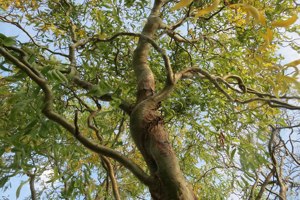 Corkscrew Willow Tree (Salix matsudana 'tortuosa') (https://www.flickr.com/photos/74738817@N07/30260134910/) / https://creativecommons.org/licenses/by-sa/2.0/