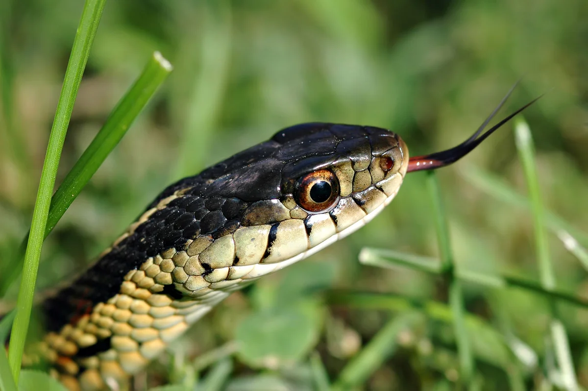 Garter snake in garden