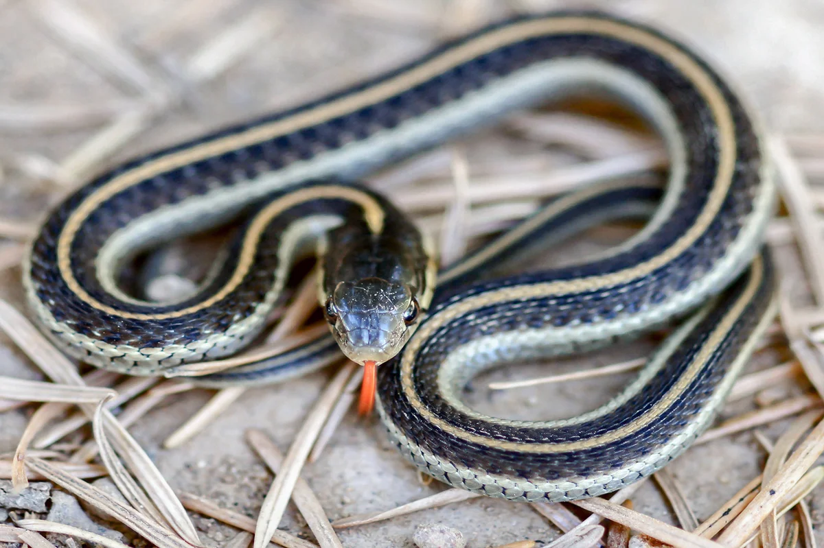 Coast Garter Snake (Thamnophis elegans terrestris) Mt. Tamalpais, Marin County, California, USA