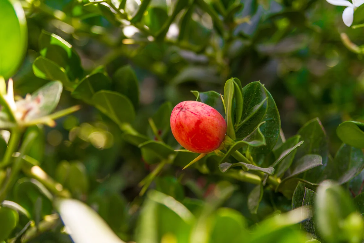 natal plum