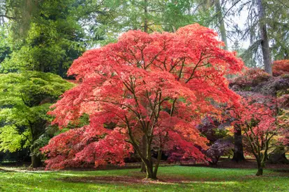 Japanese Maple