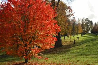 Norway Maple