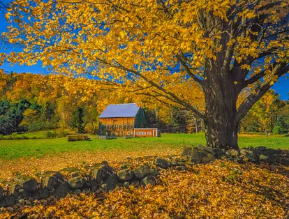 Sugar maple