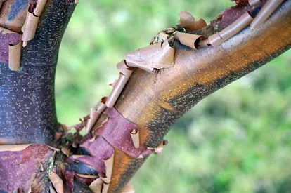 Bark of a paperbark maple