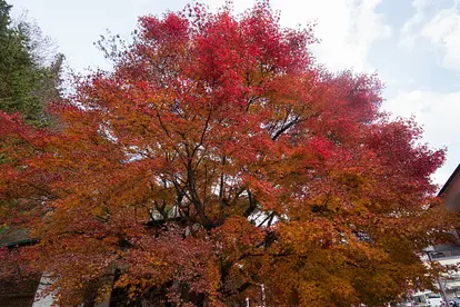 Red maple