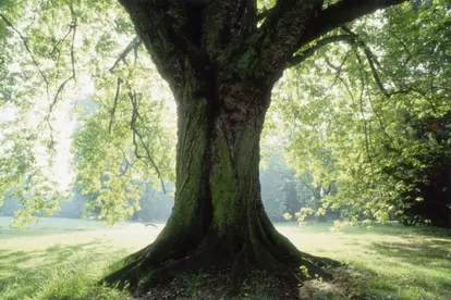 Acer Saccharinum silver maple