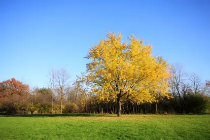Silver Maple in Autumn