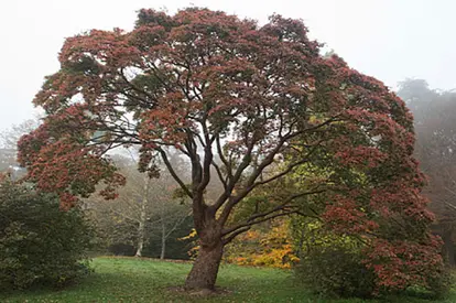Acer Grisum paperbark maple