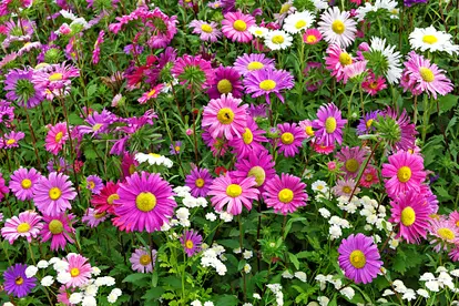 Aster Single Mix