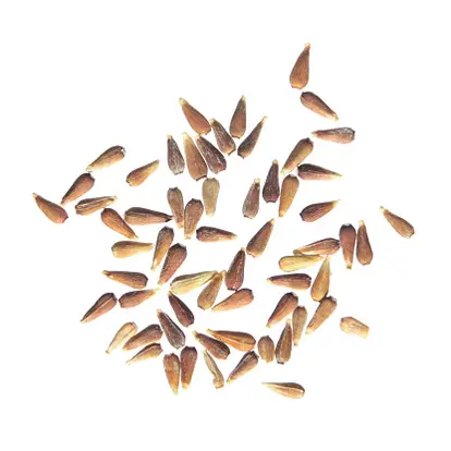 Aster Seeds