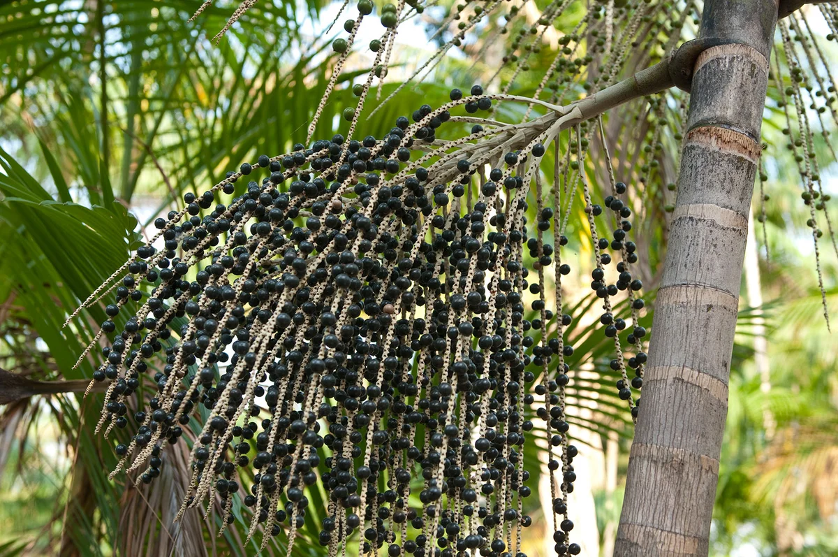 palm acai berry