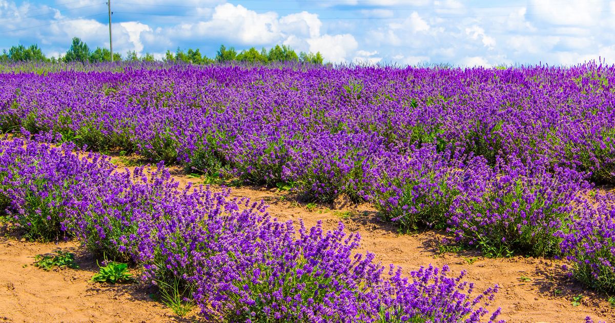 13 Beautiful Plants That Thrive in Sandy Soil
