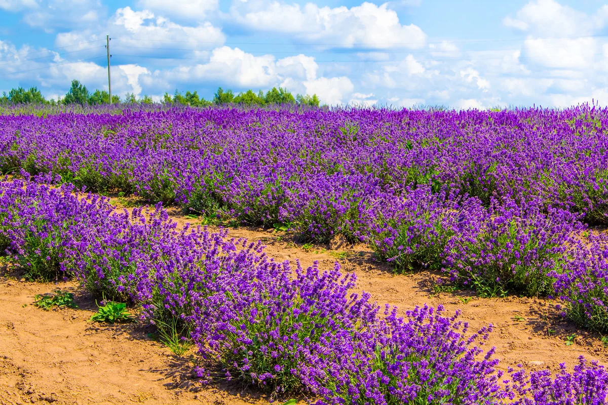 Lavender field