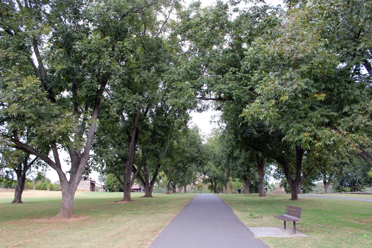 Trees in park