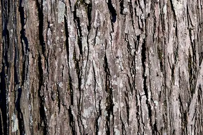 Hickory bark
