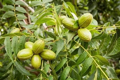 Pecans