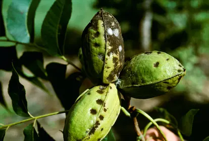 Pecan scab
