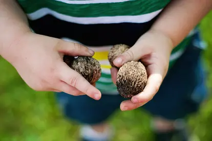 Boy holding walnuts