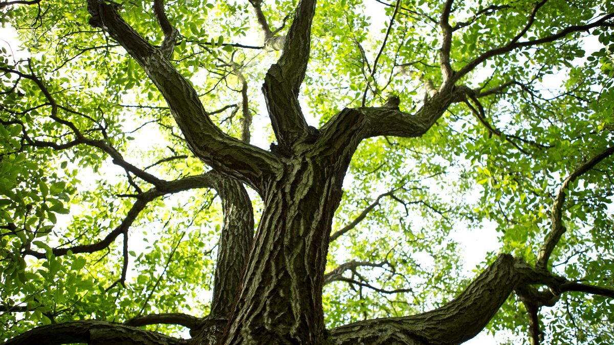 The Magnificence of Walnut Trees: Beauty, Function, and Care