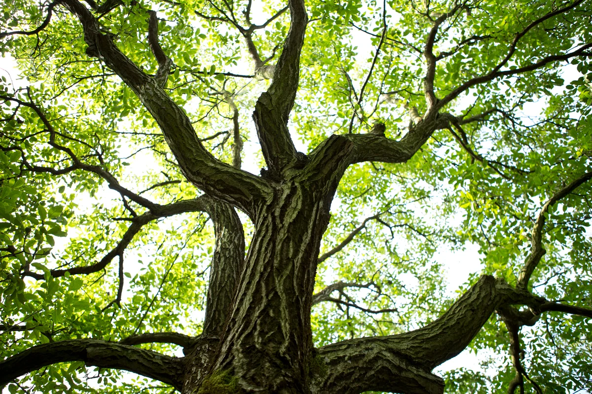 Walnut trees