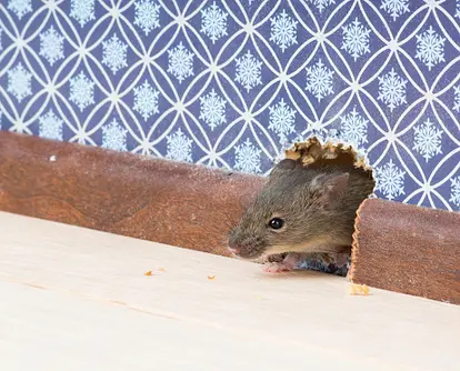 House mouse