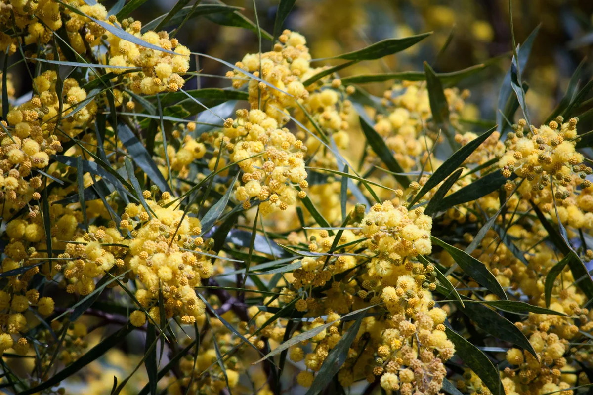 Acacia tree with golden flowers