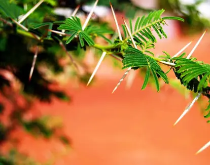 Acacia tree thorns on branch