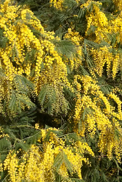Acacia yellow blossoms