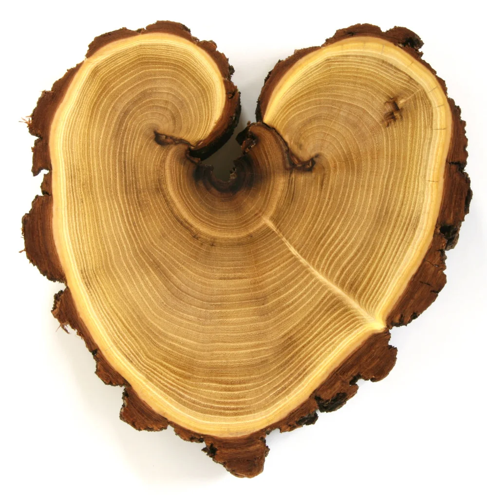 Acacia heart