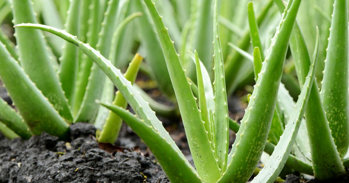 aloe vera and tea tree gel Aloe Locks main image 1