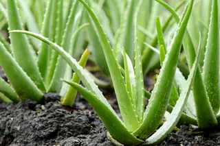 Expert Guidance for Growing Aloe Vera Plants