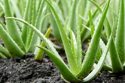 Expert Guidance for Growing Aloe Vera Plants