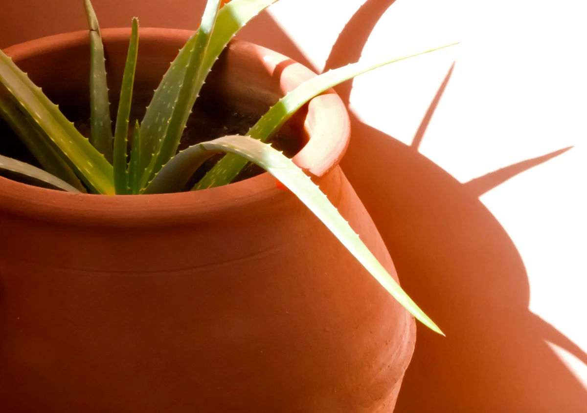 aloe in terracotta urn