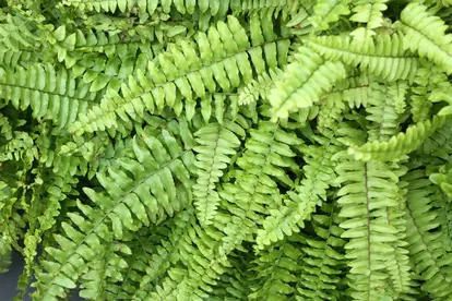 Boston Fern - Nephrolepis Exaltata