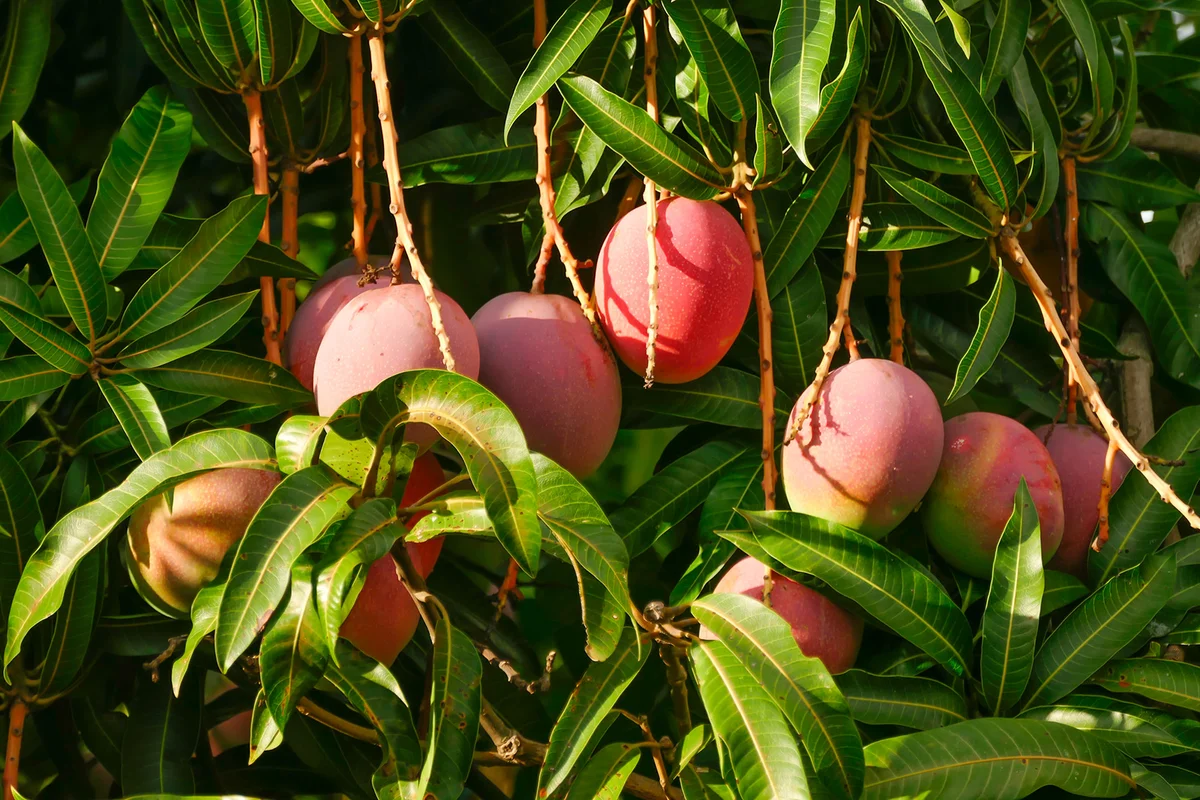 Mangoes hanging in tree