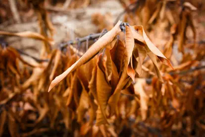 Mango Verticillium Wilt