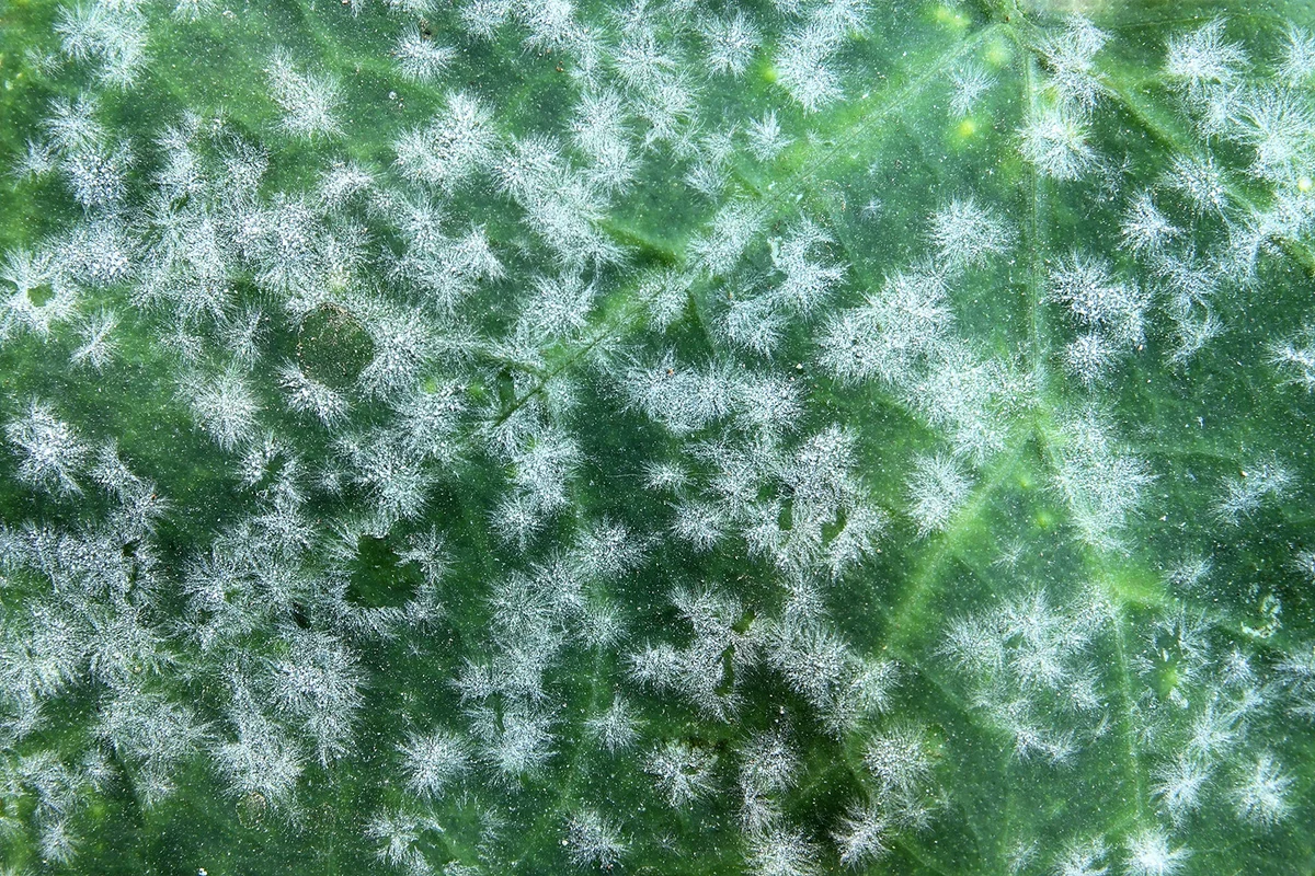 Mildew on leaf