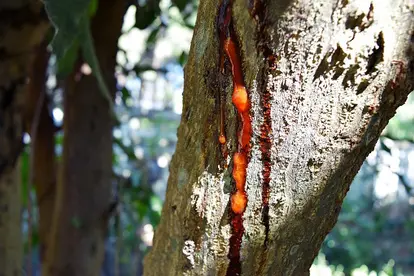 Brown resin on mango tree