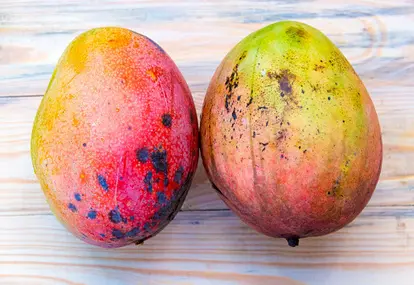 Mango with canker