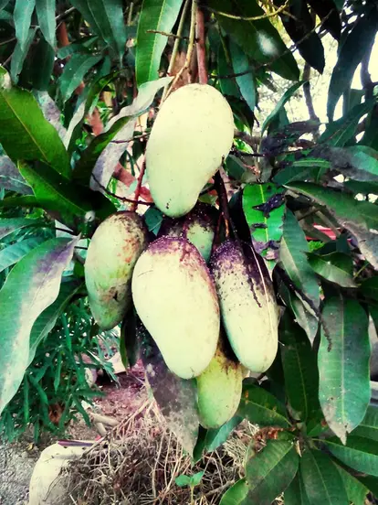 Mangoes with sooty mold