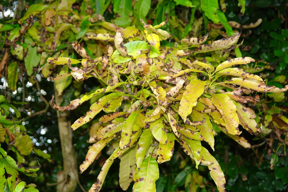 Pathogen: Colletotrichum gloeosporiodes | Location: Hilo, Hawaii | Host: Common mango | Mangifera indica