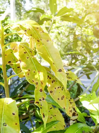 Mango Phoma Blight