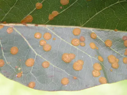 Cephaleuros virescens causes a leaf spot disease