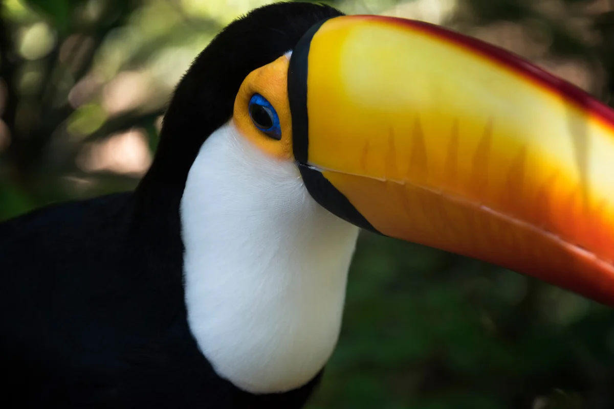 Close-Up Of Toucan