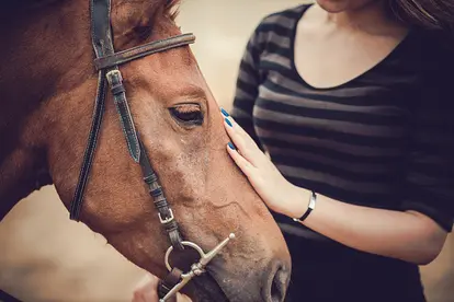 Equine therapy