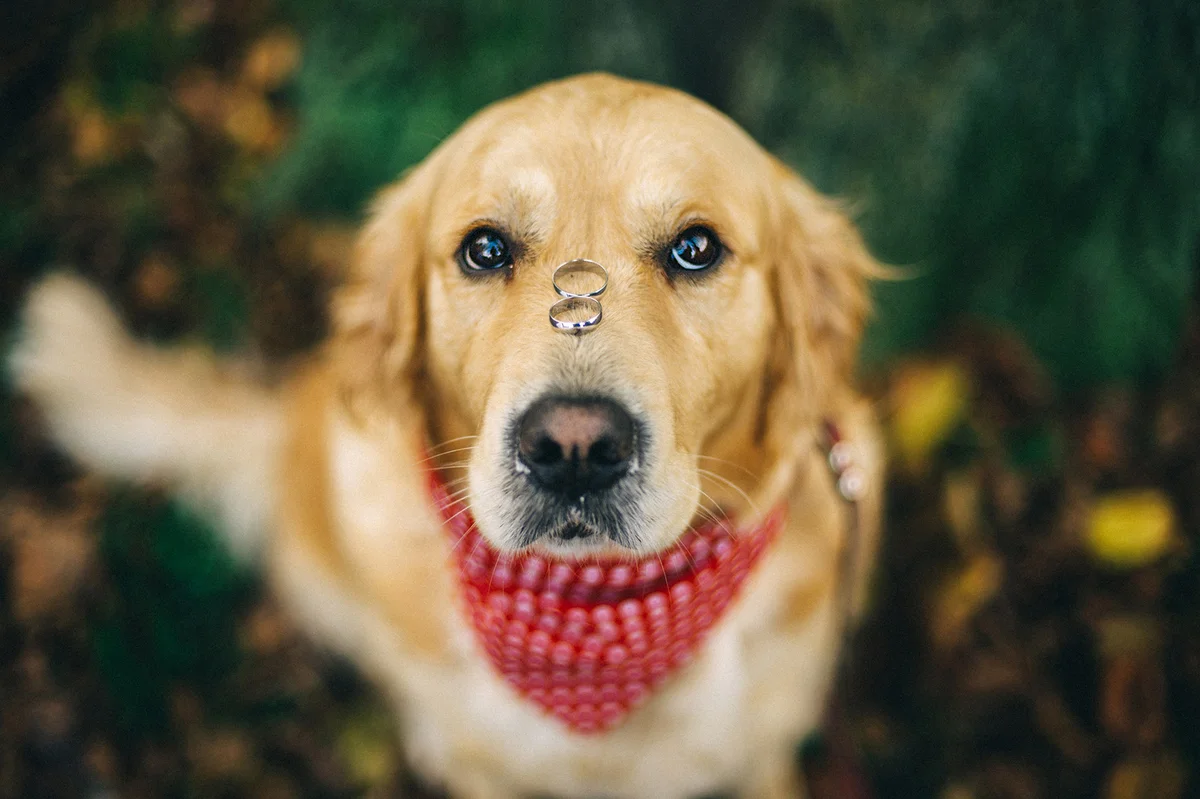 Dog with two wedding rings on his nose