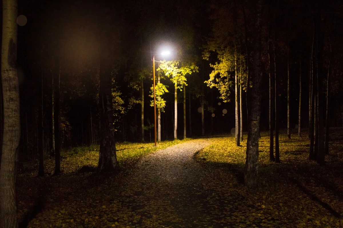 forest at night with brown orbs